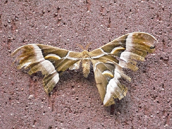 farfalle di citta''